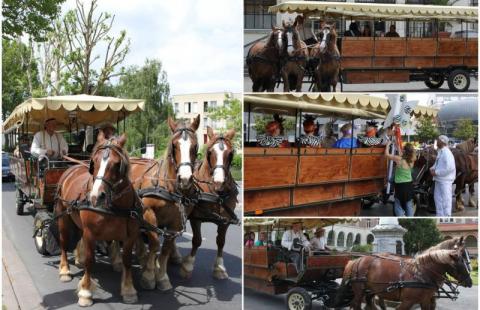 Attelage à 3 chevaux